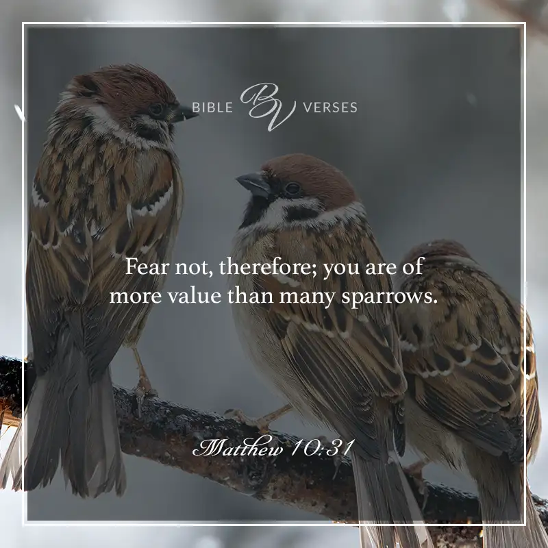 bible verses about fear

Fear not, therefore; you are of more value than many sparrows.

Matthew 10:31