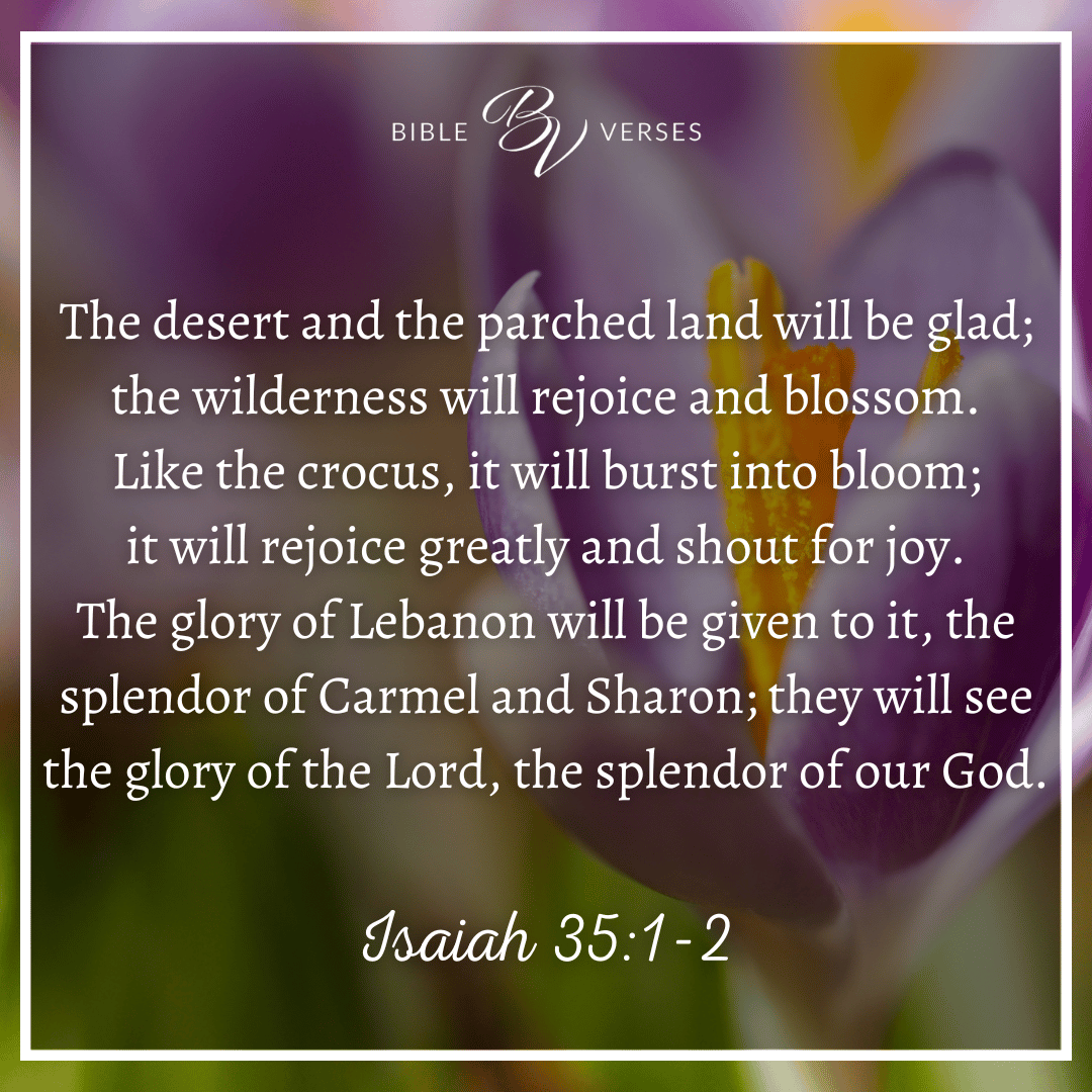 Bible verses about flowers: Isaiah 35:1-2 “The desert and the parched land will be glad; the wilderness will rejoice and blossom. Like the crocus, it will burst into bloom; it will rejoice greatly and shout for joy. The glory of Lebanon will be given to it, the splendor of Carmel and Sharon; they will see the glory of the Lord, the splendor of our God.”