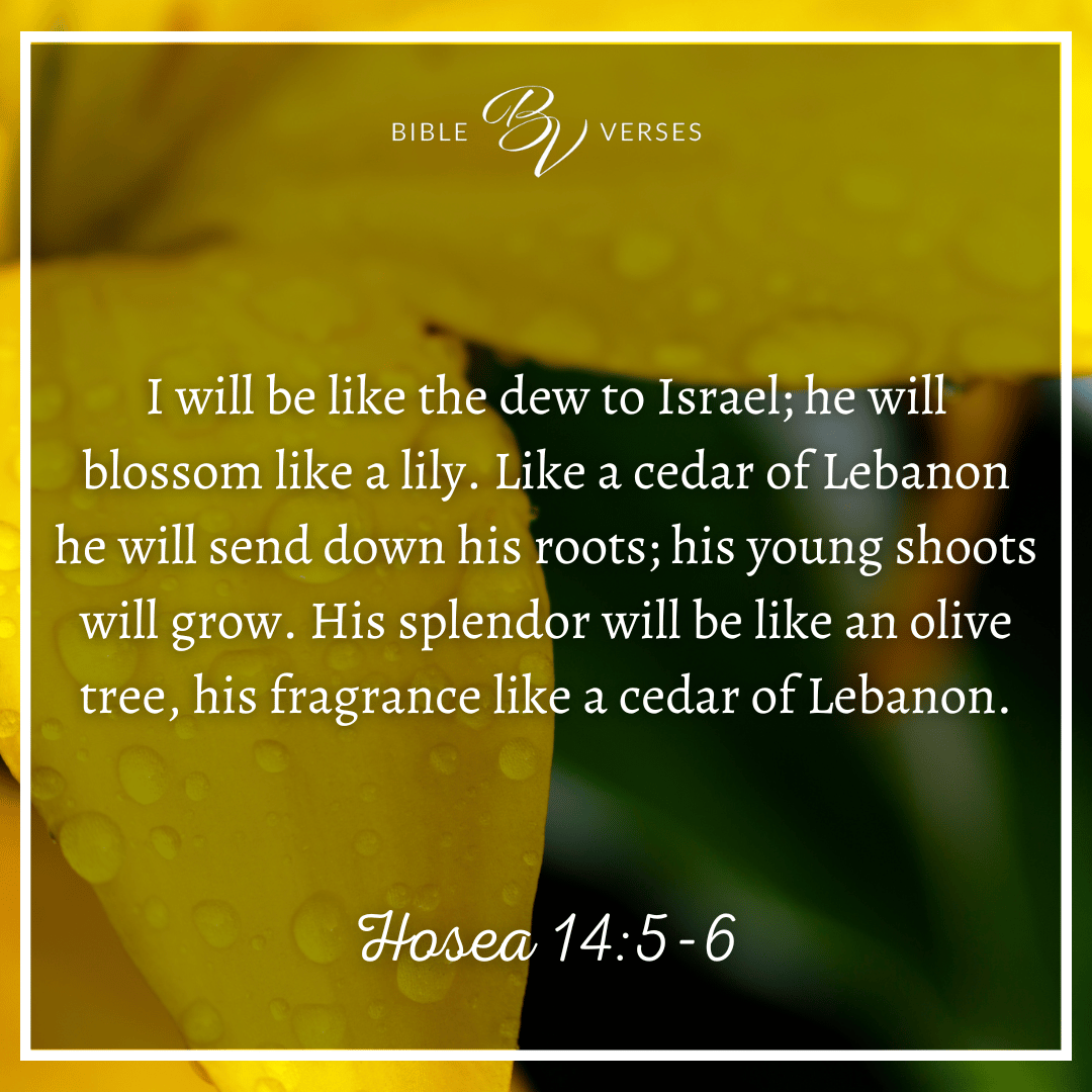 Bible verses about flowers: Hosea 14:5-6 “I will be like the dew to Israel; he will blossom like a lily. Like a cedar of Lebanon he will send down his roots; his young shoots will grow. His splendor will be like an olive tree, his fragrance like a cedar of Lebanon.”