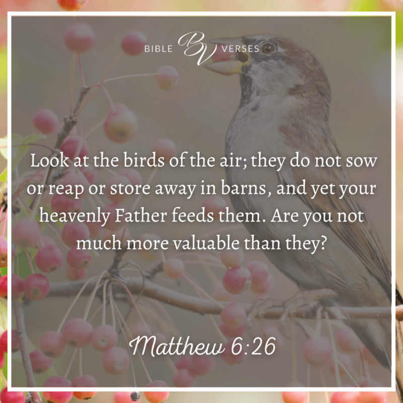 Matthew-6_26