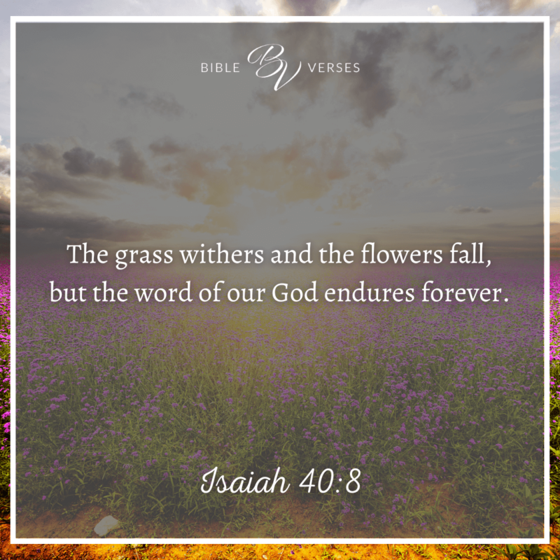 Isaiah-408-2-2